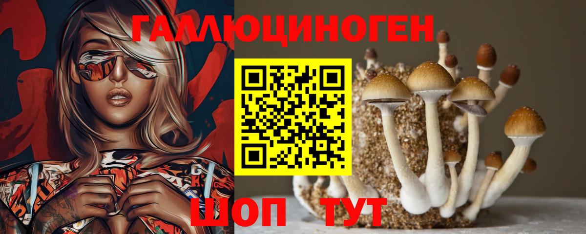 Галлюциногенные грибы Psilocybe Владивосток